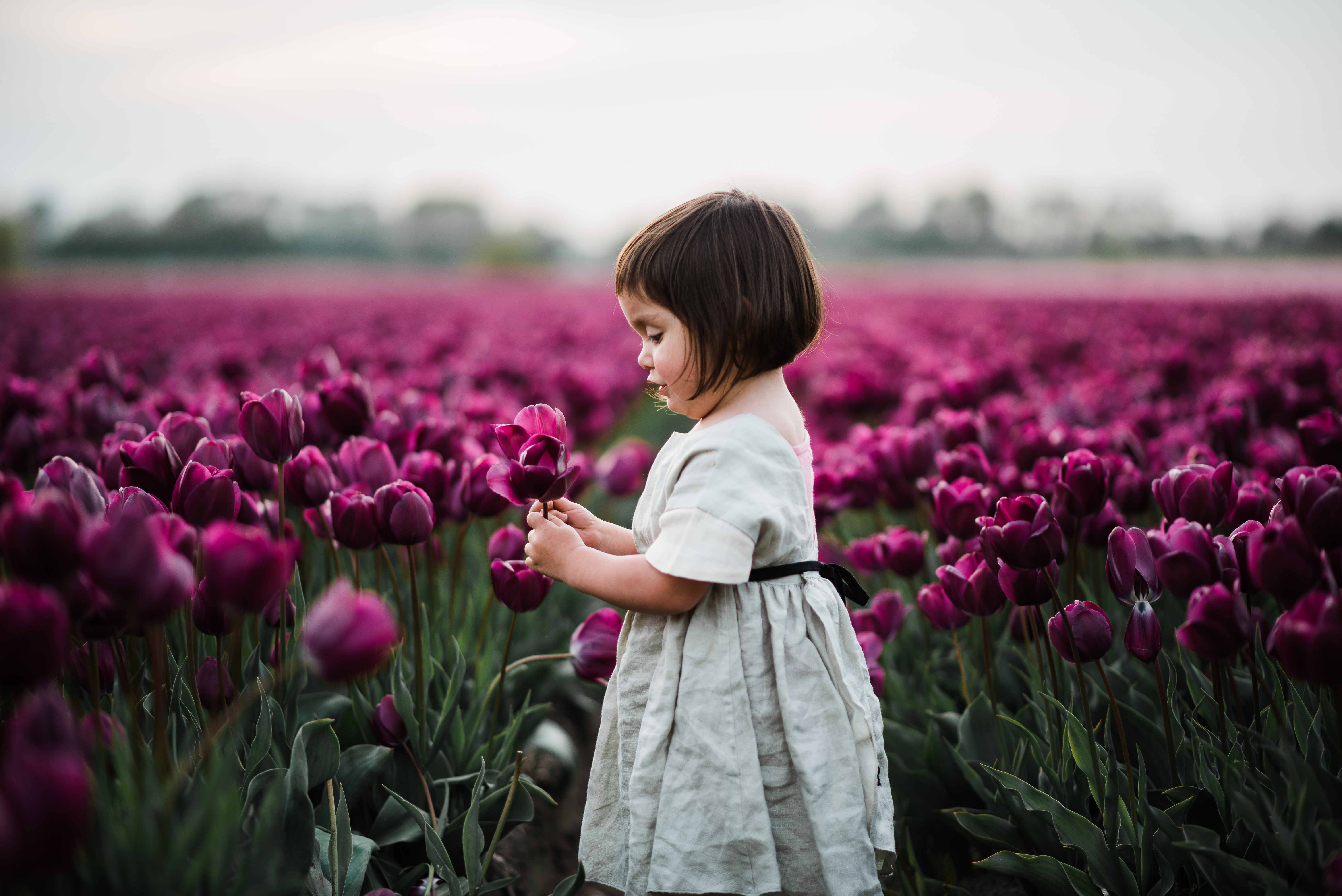 Amsterdam Keukenhof - tulips Photographer 2